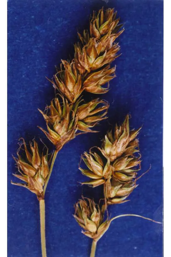 Western Sedge — photo by Hurd, E.G., N.L. Shaw, J. Mastrogiuseppe, L.C. Smithman, and S. Goodrich.