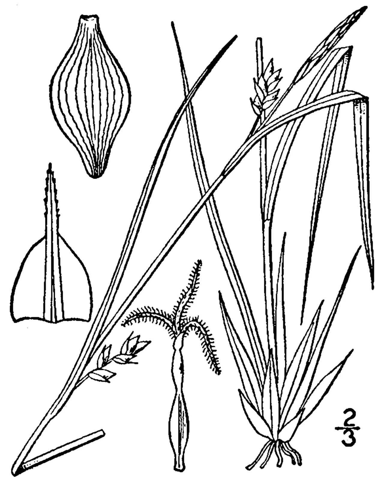 Richwoods Sedge — photo by Britton, N.L., and A. Brown. 1913. An illustrated flora of the northern Unite…