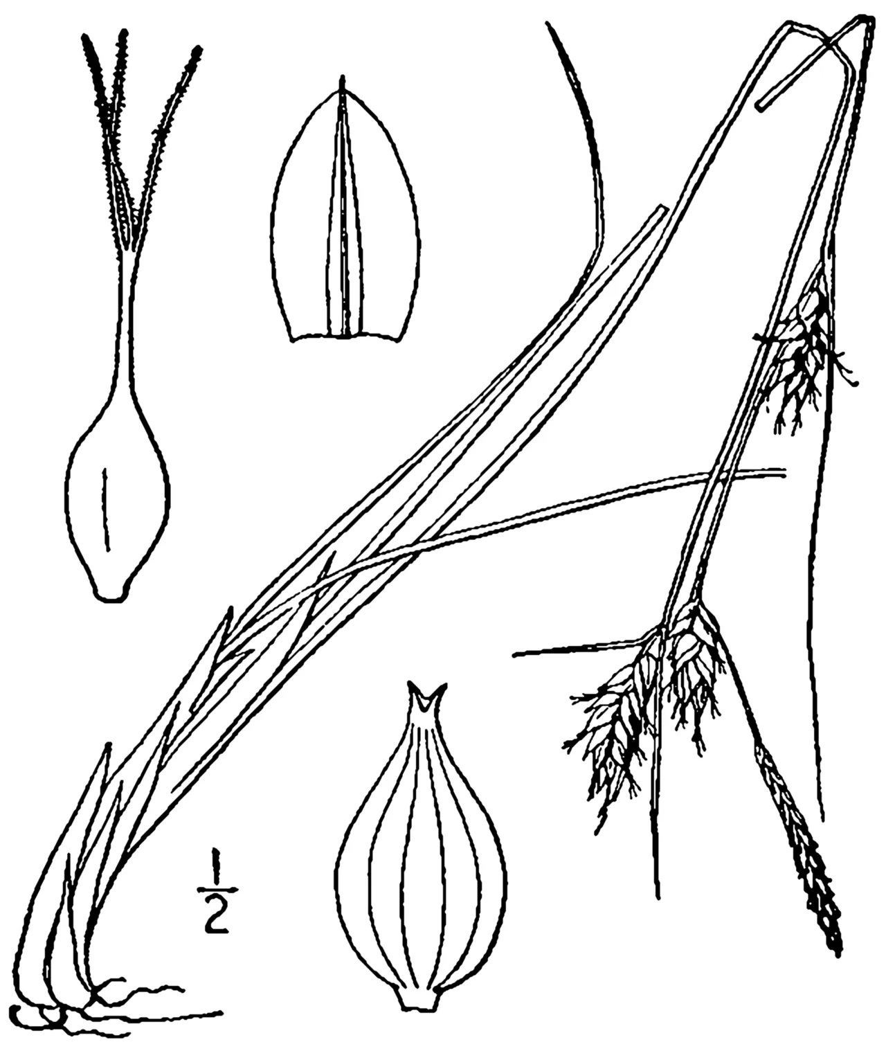 Fewseed Sedge — photo by Britton, N.L., and A. Brown. 1913. An illustrated flora of the northern Unite…