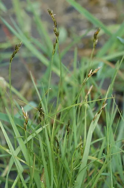 Eggbract Sedge — photo by James K. Lindsey