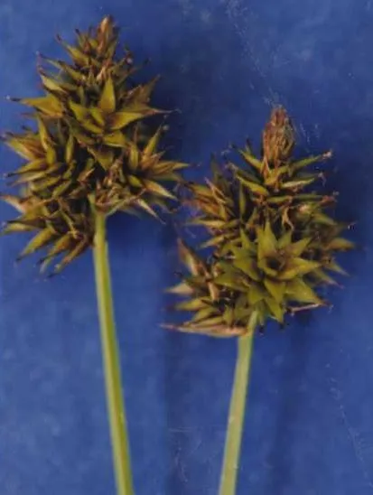 Chamisso Sedge — photo by Hurd, E.G., N.L. Shaw, J. Mastrogiuseppe, L.C. Smithman, and S. Goodrich.