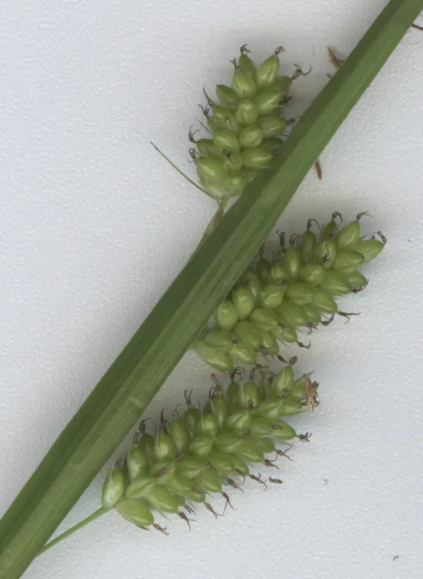 Pale Sedge — photo by Wikimedia Commons