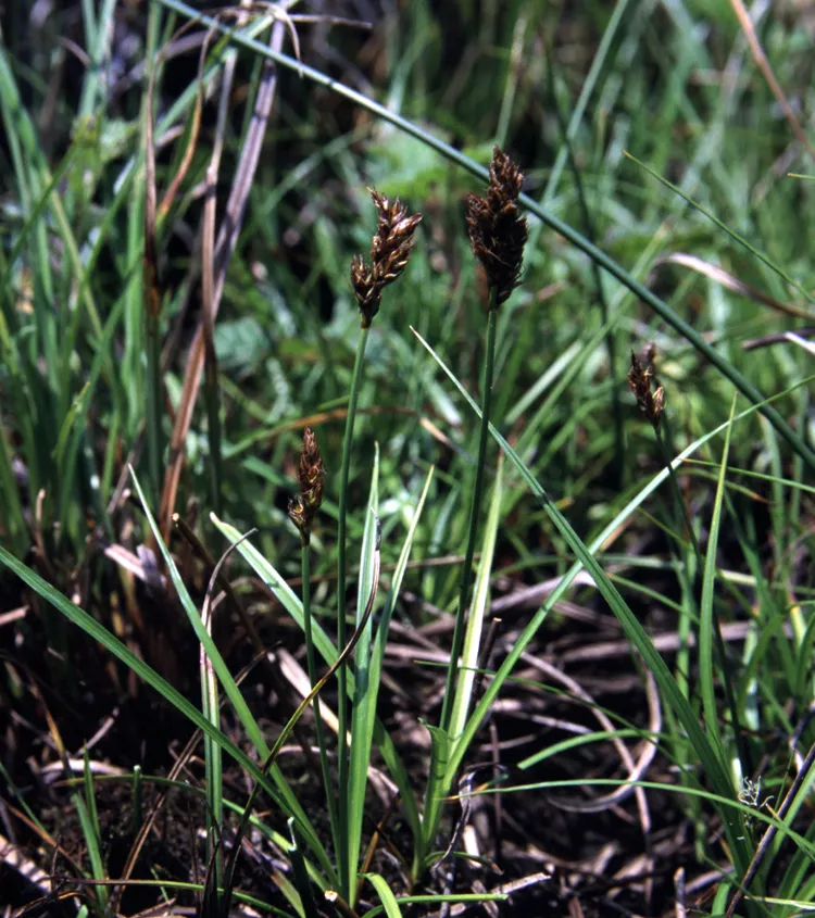 Sanddune Sedge — photo by Gordon Leppig & Andrea J. Pickart