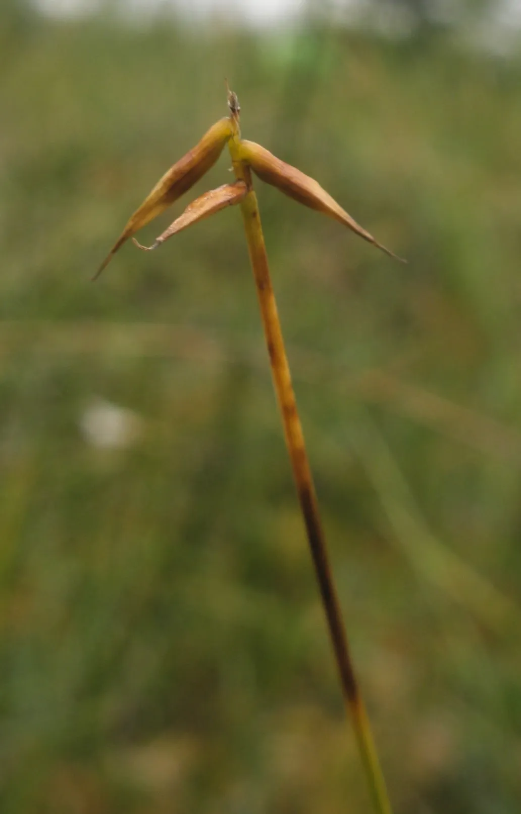 Fewflower Sedge — photo by Raz1el