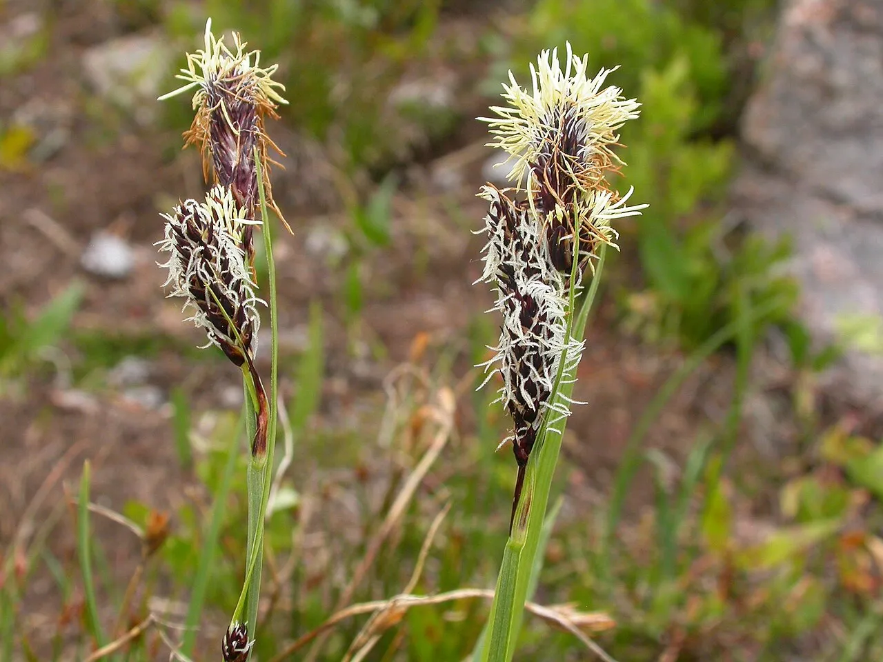 Payson's Sedge — photo by Matt Lavin from Bozeman, Montana, USA