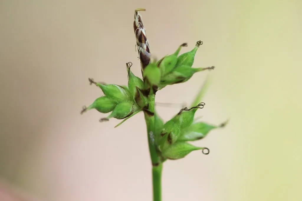 Peck's Sedge — photo by birds_bugs_botany