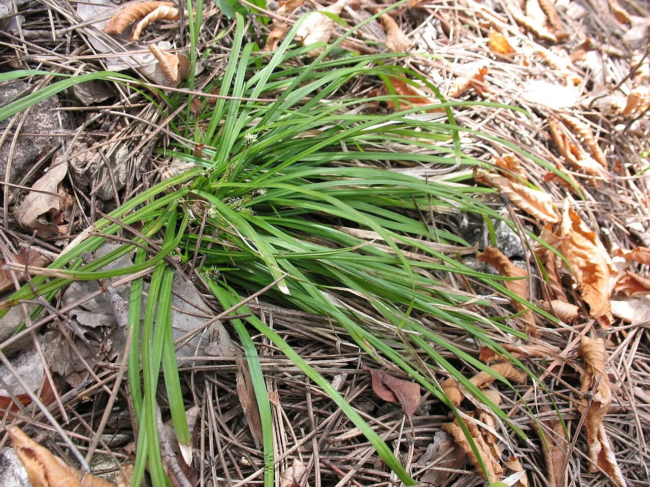Longstalk Sedge