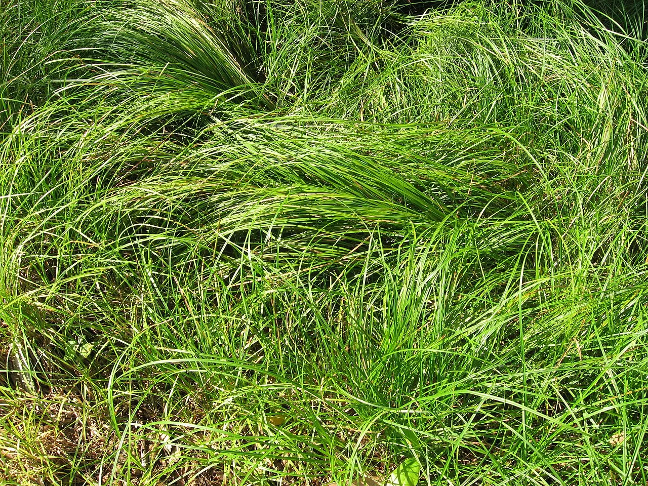 Pennsylvania Sedge