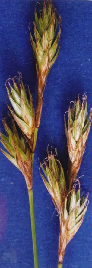 Liddon Sedge — photo by Hurd, E.G., N.L. Shaw, J. Mastrogiuseppe, L.C. Smithman, and S. Goodrich.