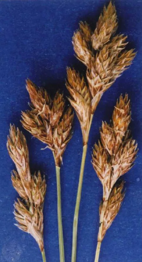 Dunhead Sedge — photo by Hurd, E.G., N.L. Shaw, J. Mastrogiuseppe, L.C. Smithman, and S. Goodrich.