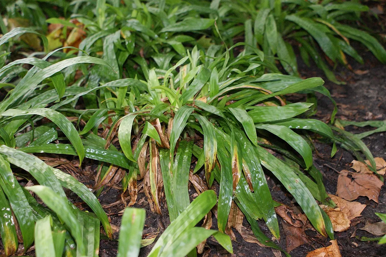 Plantainleaf Sedge