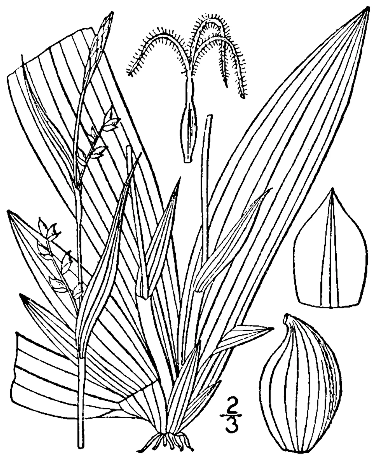 Broadleaf Sedge — photo by Britton, N.L., and A. Brown. 1913. An illustrated flora of the northern Unite…