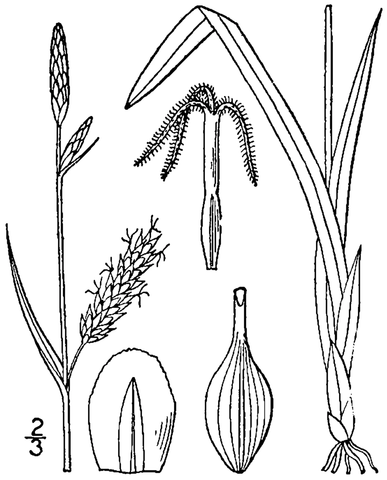 Variable Sedge — photo by Britton, N.L., and A. Brown. 1913. An illustrated flora of the northern Unite…
