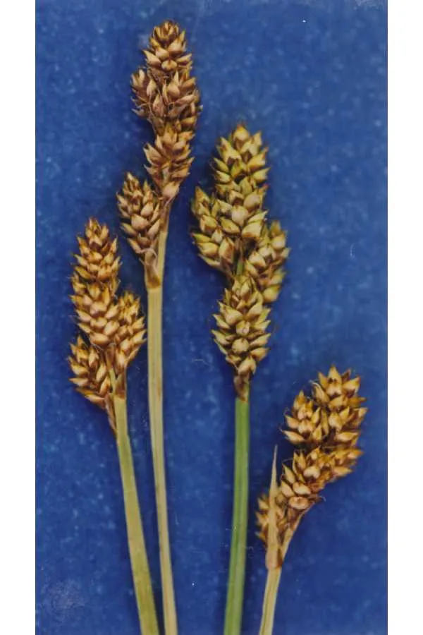 Early Sedge — photo by Hurd, E.G., N.L. Shaw, J. Mastrogiuseppe, L.C. Smithman, and S. Goodrich.