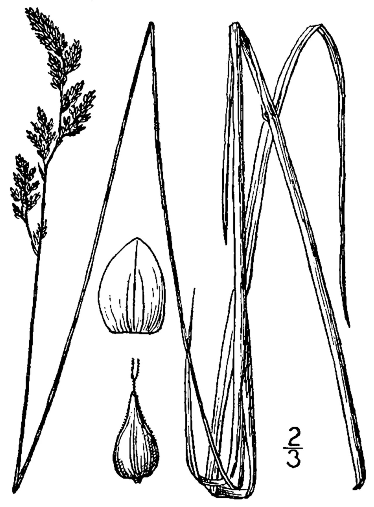 Prairie Sedge — photo by Britton, N.L., and A. Brown. 1913. An illustrated flora of the northern Unite…