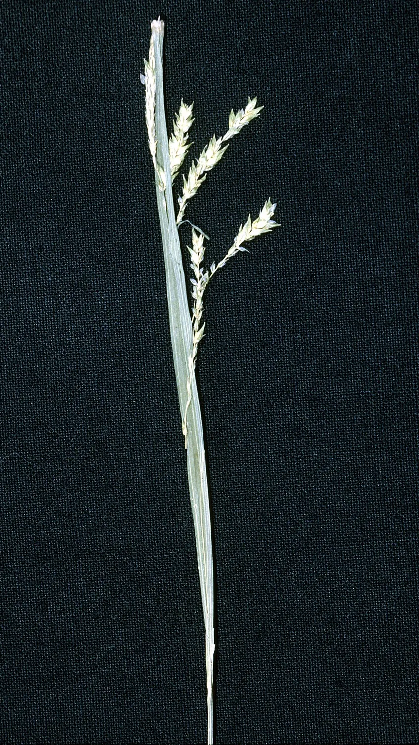 Drooping Sedge
