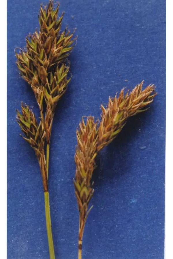 Meadow Sedge — photo by Hurd, E.G., N.L. Shaw, J. Mastrogiuseppe, L.C. Smithman, and S. Goodrich.