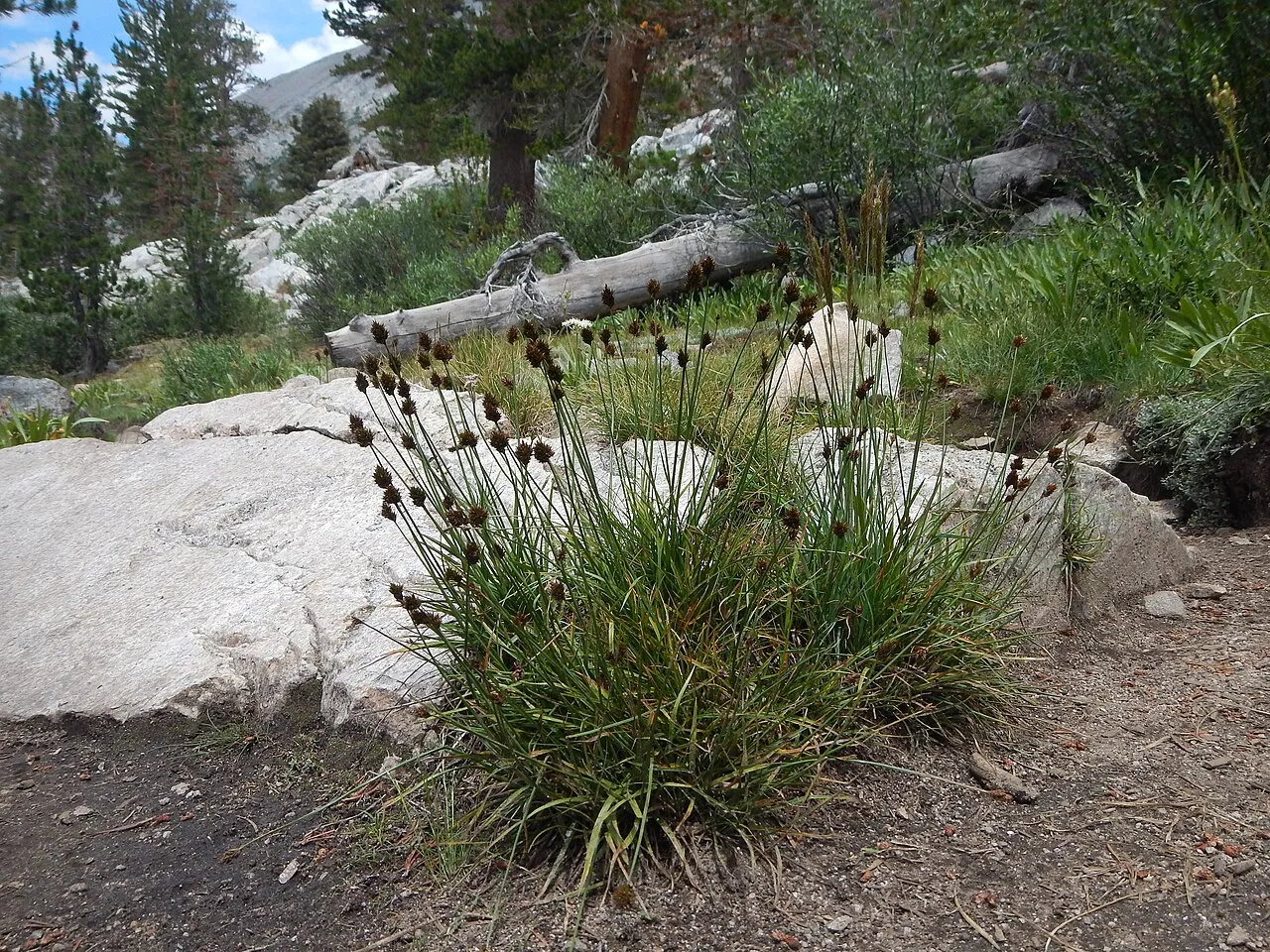 Presl's Sedge — photo by Matt Lavin from Bozeman, Montana, USA