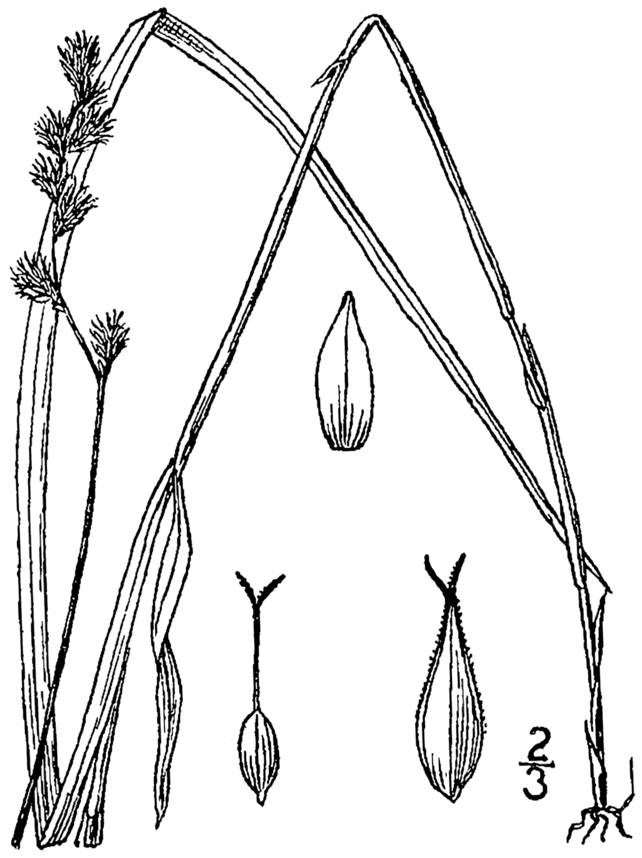 Necklace Sedge — photo by Britton, N.L., and A. Brown. 1913. An illustrated flora of the northern Unite…