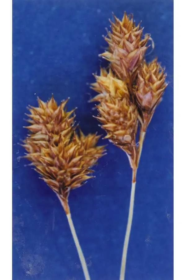 Great Smoky Mountain Sedge — photo by Hurd, E.G., N.L. Shaw, J. Mastrogiuseppe, L.C. Smithman, and S. Goodrich.