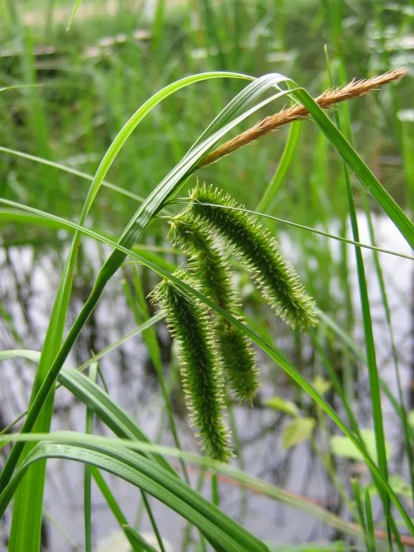 Cypress-like Sedge — photo by Kristian Peters -- Fabelfroh 08:04, 26 July 2006 (UTC)