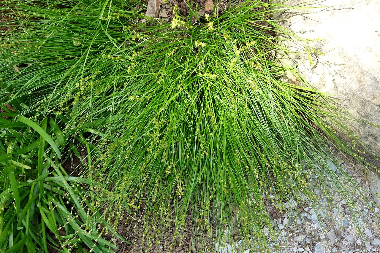 Eastern Star Sedge — photo by Daderot