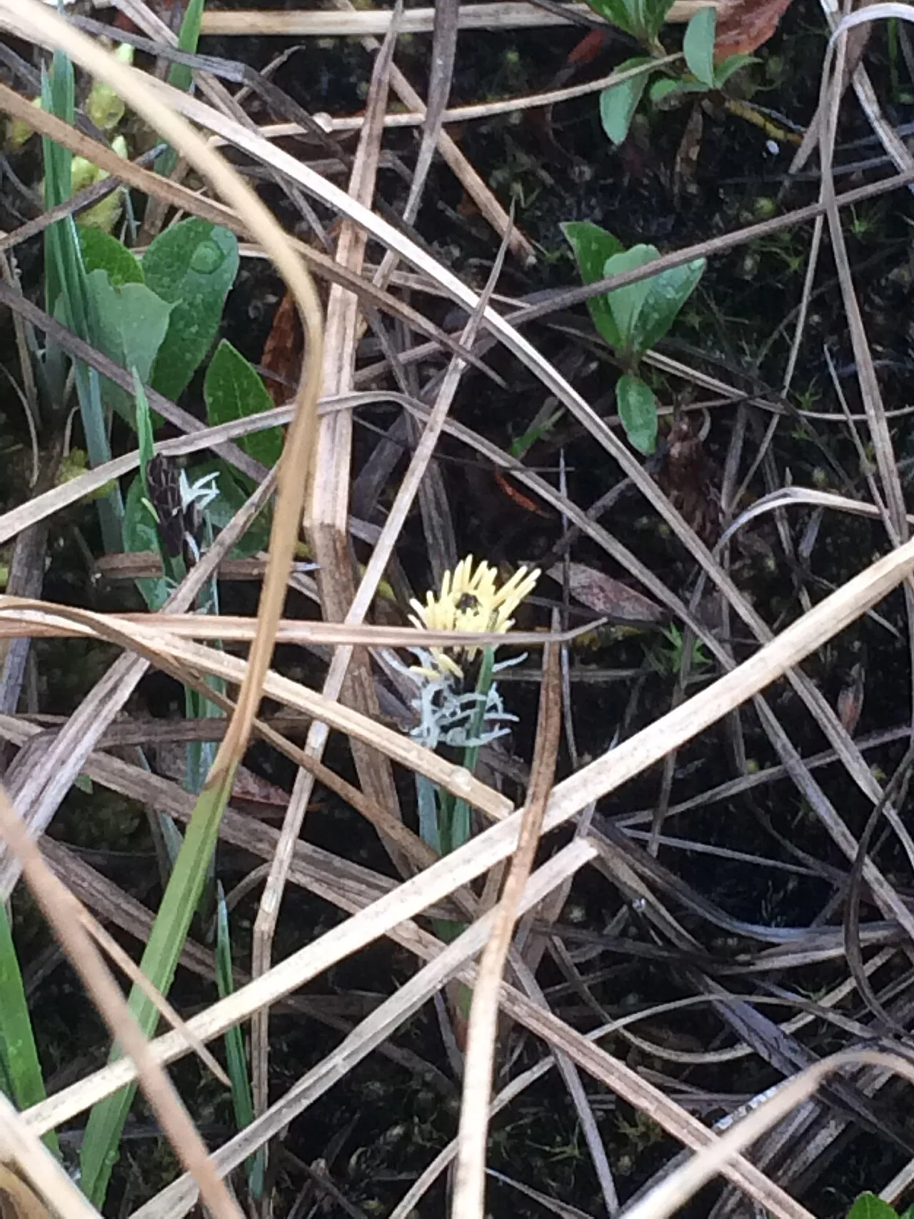 Looseflower Alpine Sedge — photo by Salix01