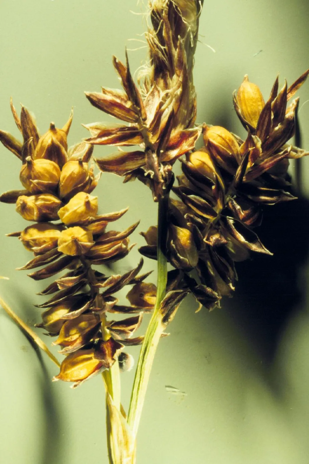 Raynolds' Sedge — photo by Matt Lavin