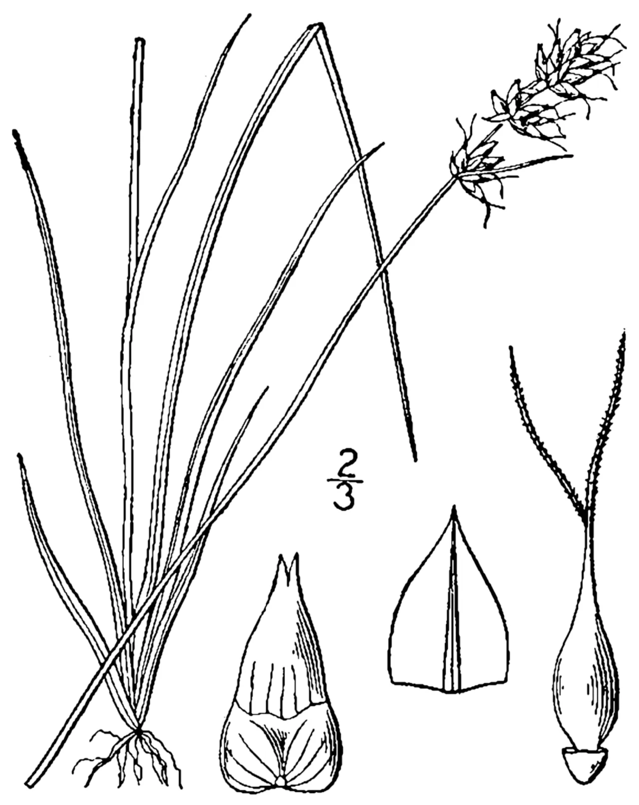 Reflexed Sedge — photo by Britton, N.L., and A. Brown. 1913. An illustrated flora of the northern Unite…