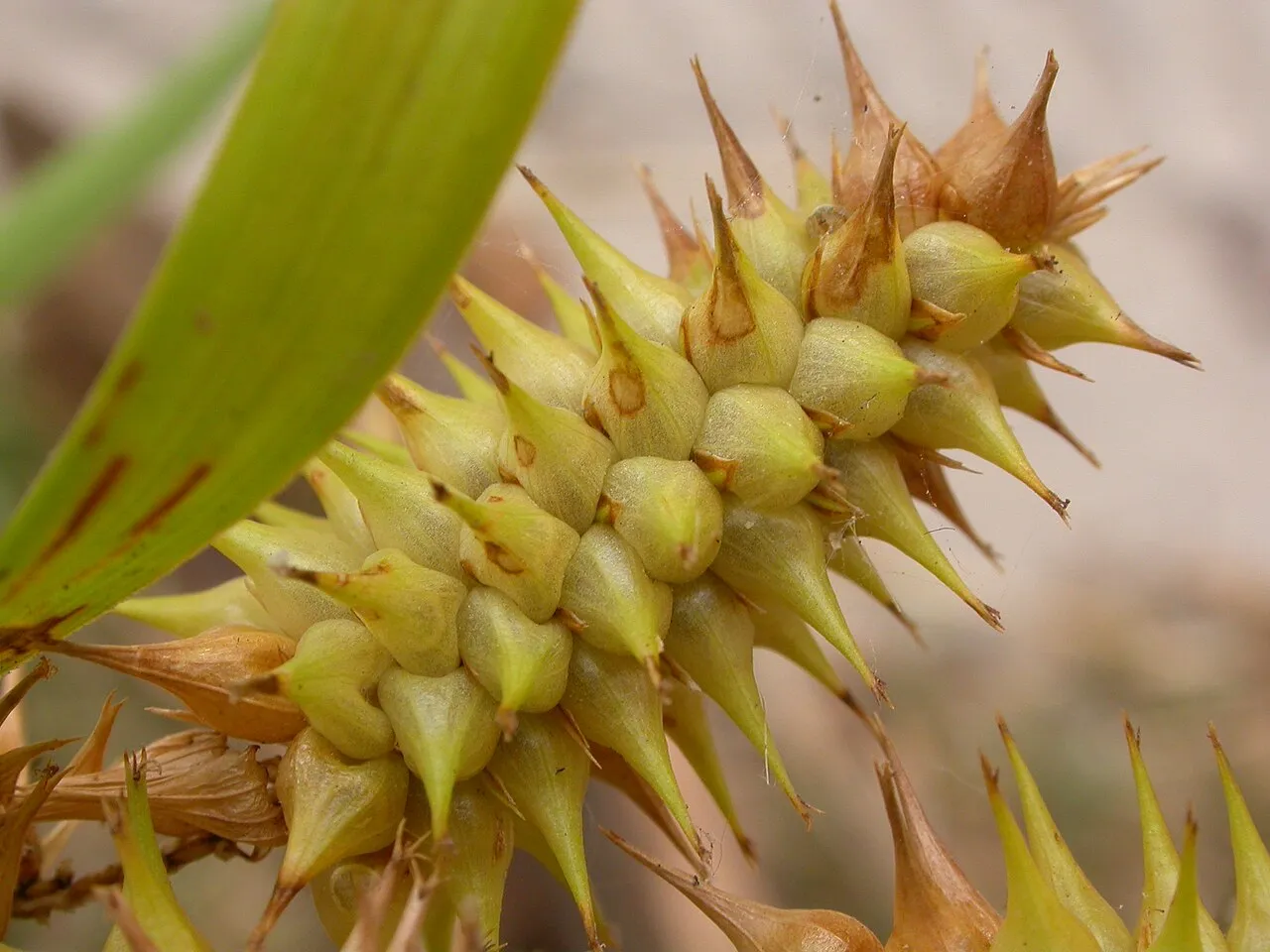 Knotsheath Sedge — photo by Matt Lavin