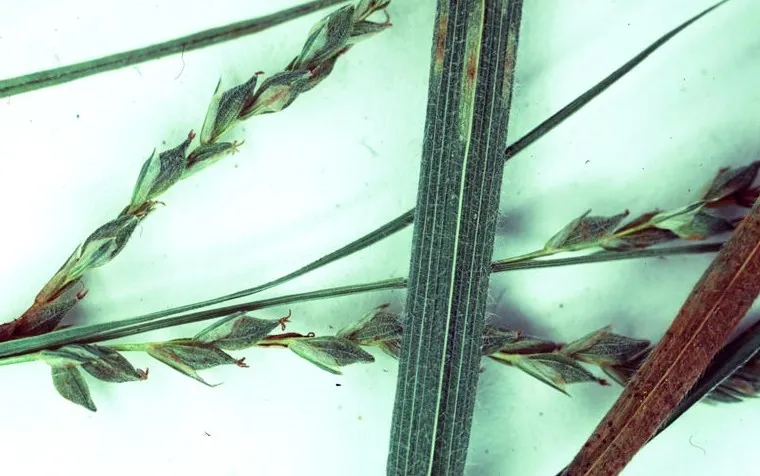 Roan Mountain Sedge — photo by Charles T. Bryson, USDA Agricultural Research Service, Bugwood.org