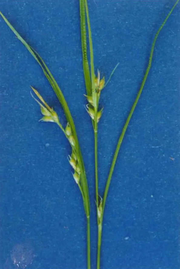 Ross' Sedge — photo by Hurd, E.G., N.L. Shaw, J. Mastrogiuseppe, L.C. Smithman, and S. Goodrich.