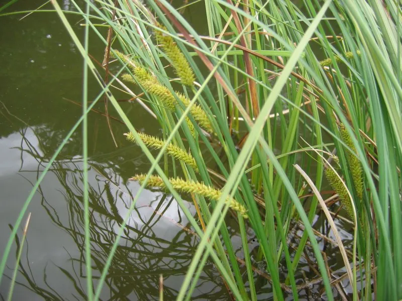 Beaked Sedge — photo by Kristian Peters -- Fabelfroh 16:01, 13 July 2006 (UTC)