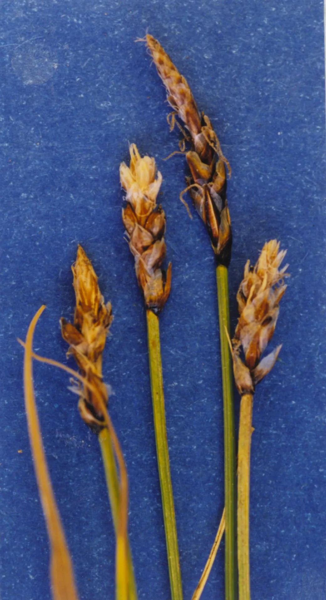 Curly Sedge (var. rupestris) — photo by Hurd, E.G., N.L. Shaw, J. Mastrogiuseppe, L.C. Smithman, & S. Goodrich. 1998.…