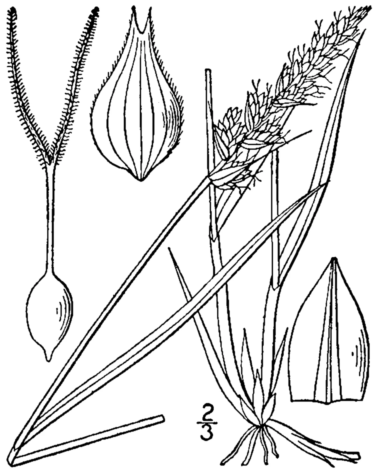 Sartwell's Sedge