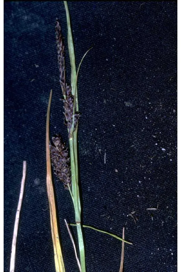 Rock Sedge — photo by Robert H. Mohlenbrock. USDA NRCS.