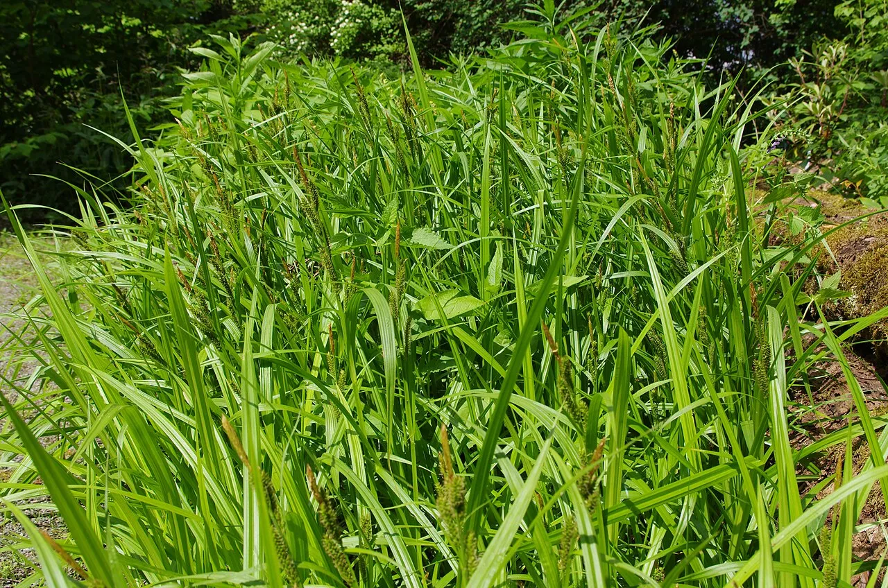Eastern Rough Sedge — photo by El Grafo