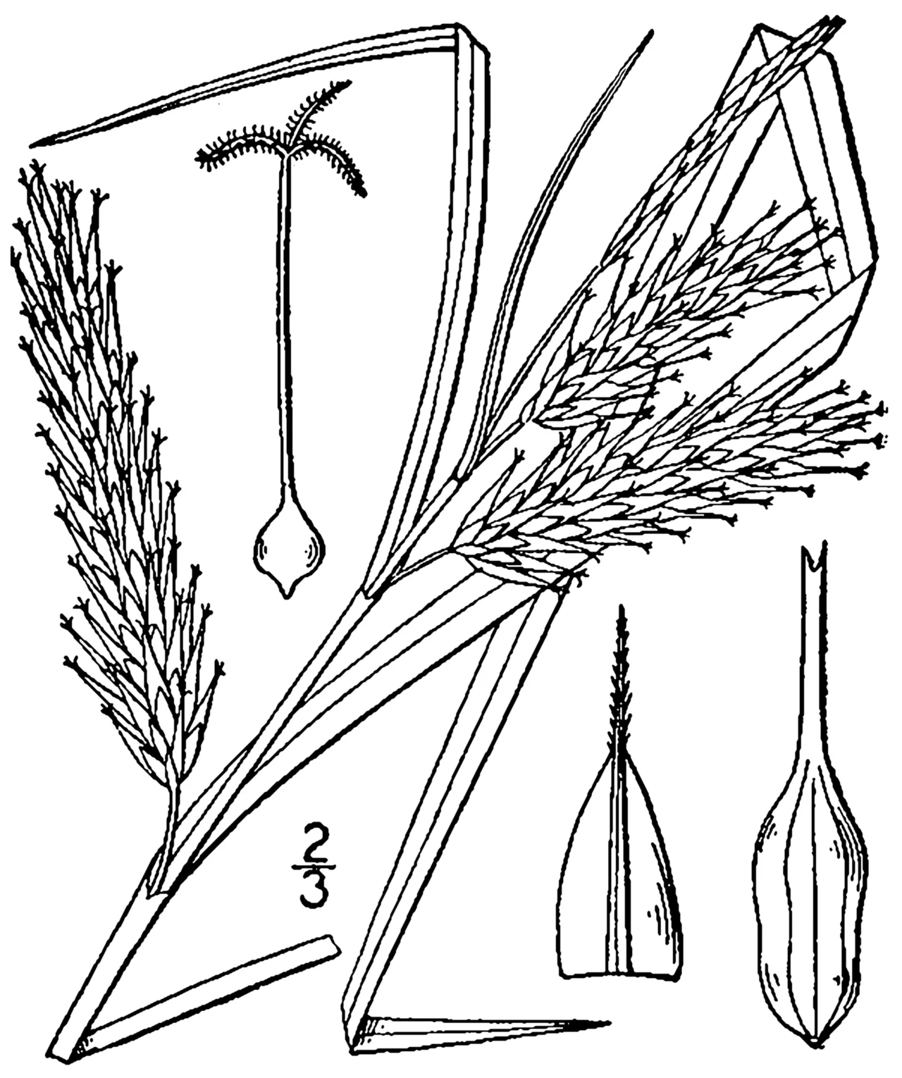 Schweinitz's Sedge — photo by Britton, N.L., and A. Brown. 1913. An illustrated flora of the northern Unite…