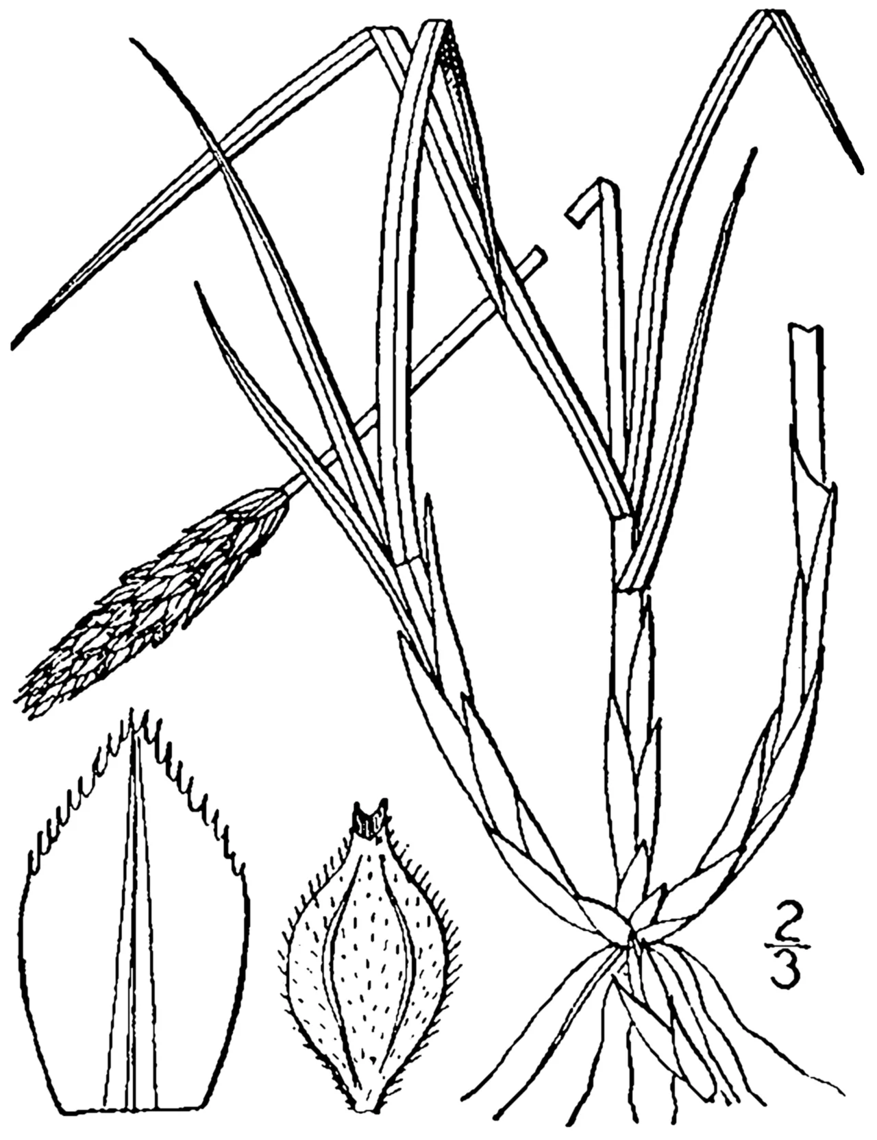 Northern Singlespike Sedge — photo by Britton, N.L., and A. Brown. 1913. An illustrated flora of the northern Unite…