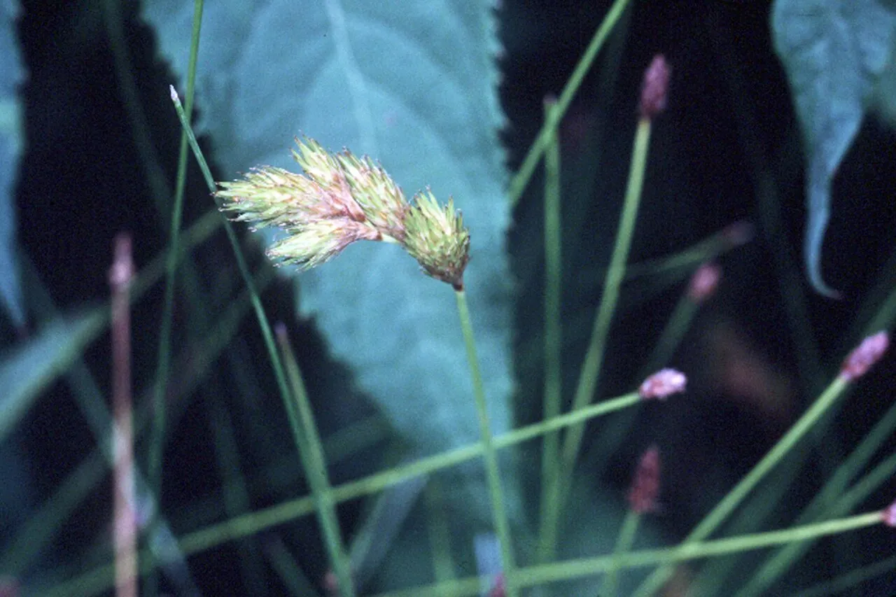 Broom Sedge — photo by Robert H. Mohlenbrock