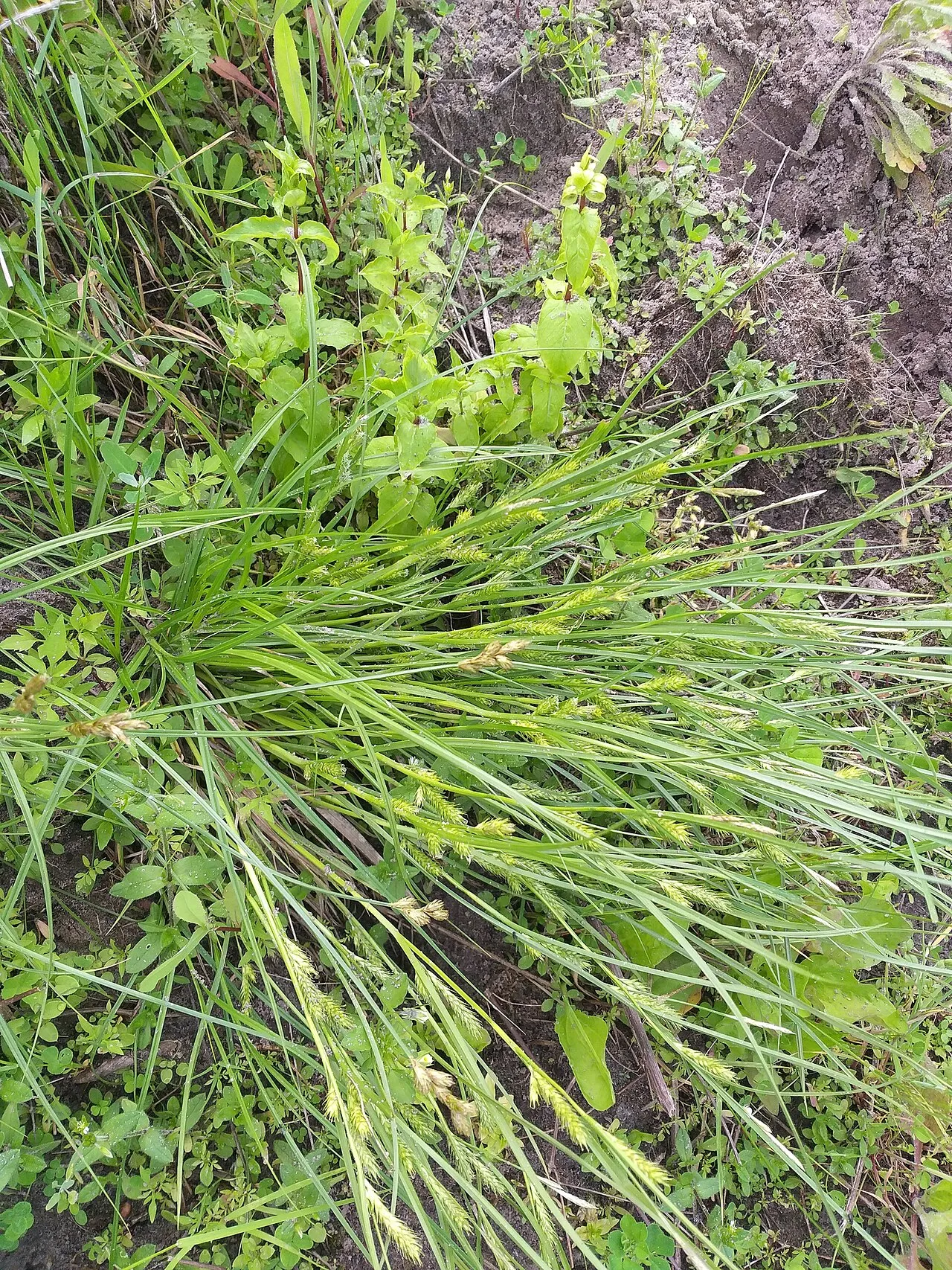 Rye Sedge — photo by Dmitriy Bochkov (iNaturalist)
