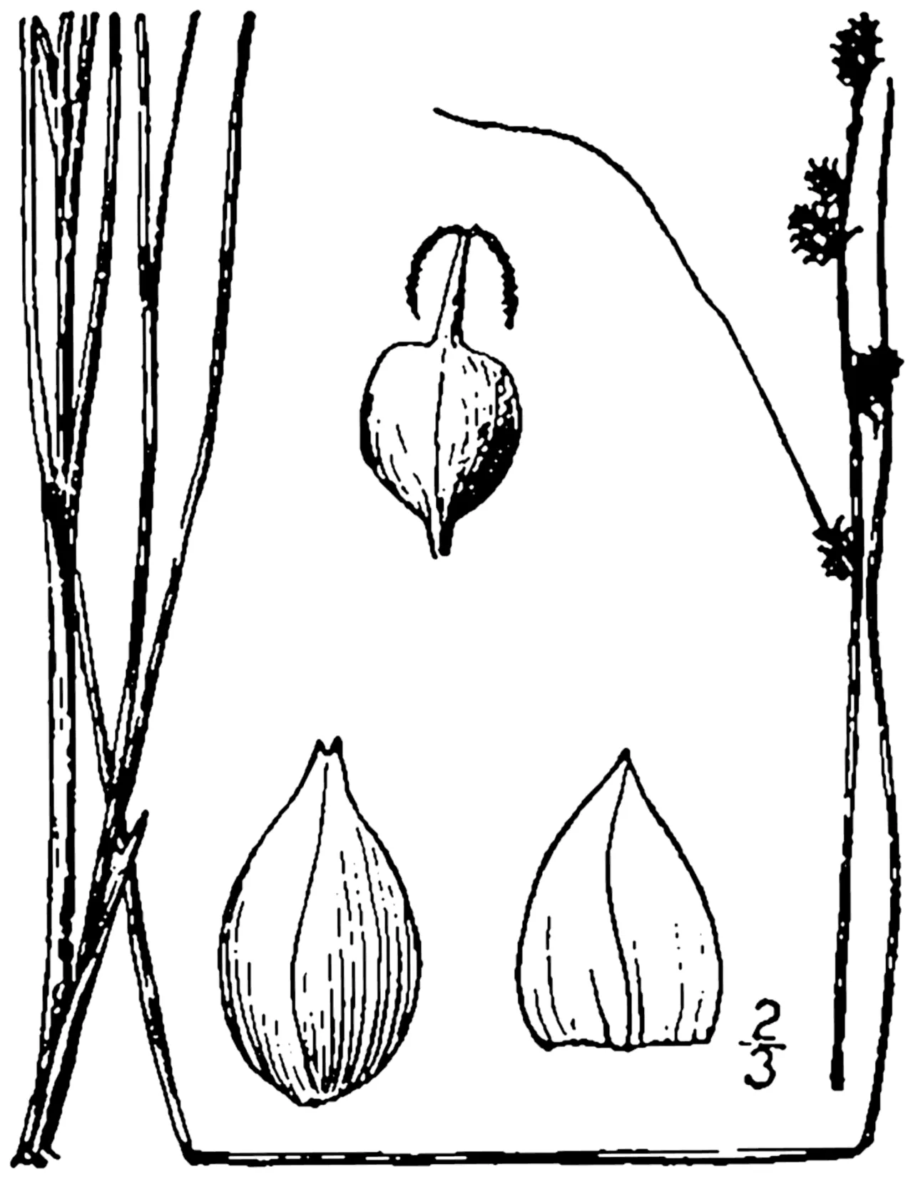 Weak Stellate Sedge — photo by Britton, N.L., and A. Brown. 1913. An illustrated flora of the northern Unite…