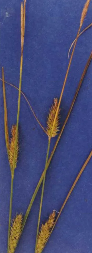 Sheldon's Sedge — photo by Hurd, E.G., N.L. Shaw, J. Mastrogiuseppe, L.C. Smithman, and S. Goodrich.