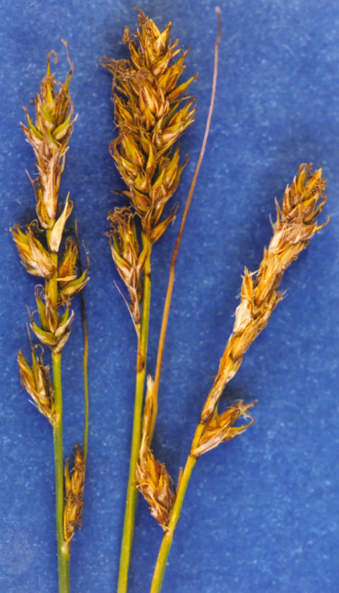 Dryspike Sedge