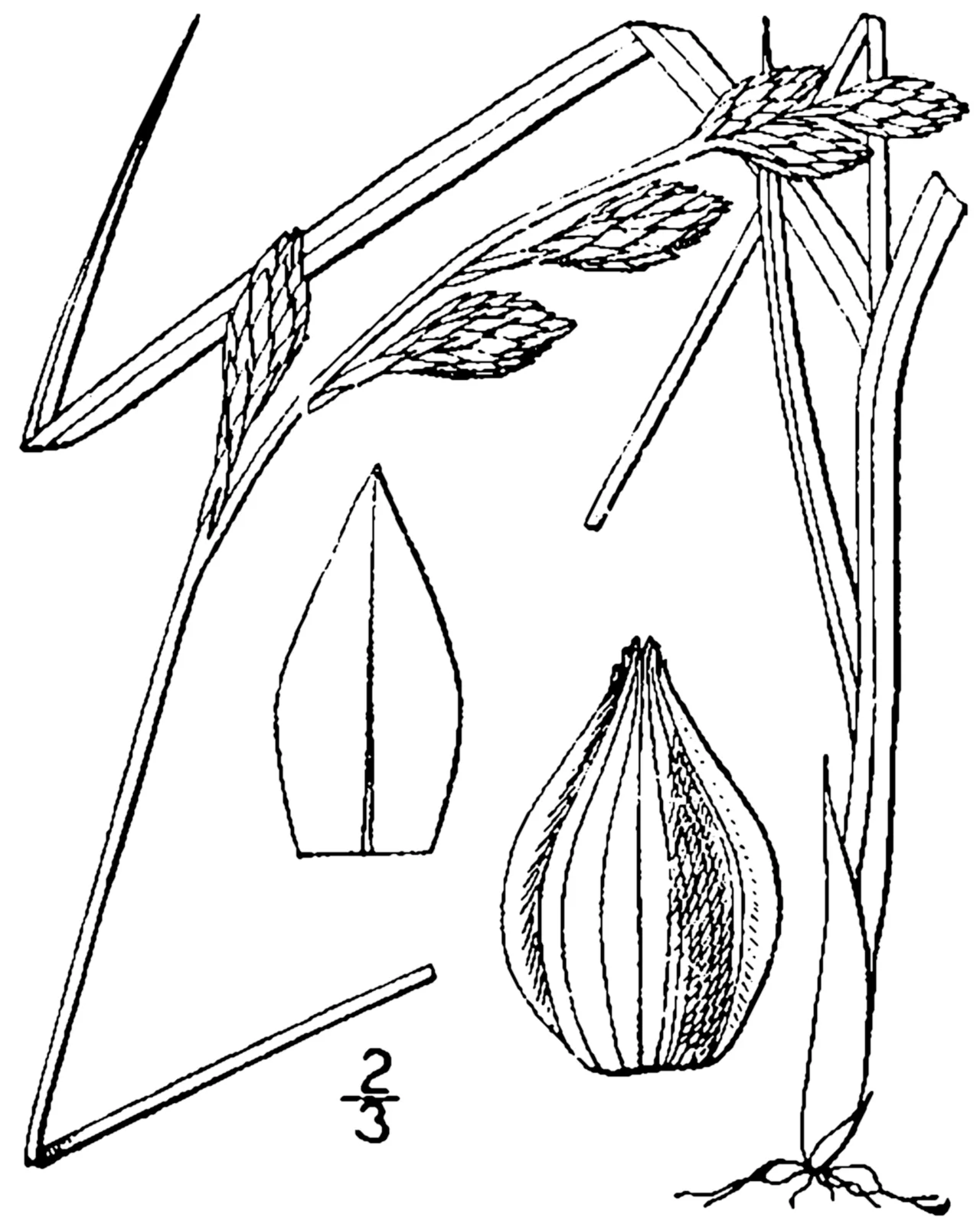 Beach Sedge — photo by Britton, N.L., and A. Brown. 1913. An illustrated flora of the northern Unite…