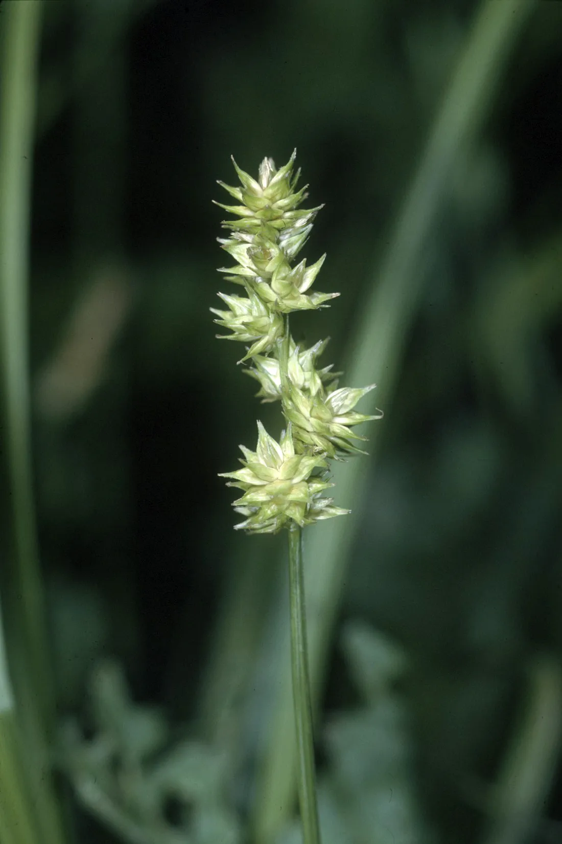 Bur-reed Sedge — photo by Robert H. Mohlenbrock. USDA NRCS. 1995. Northeast wetland flora: Field office…