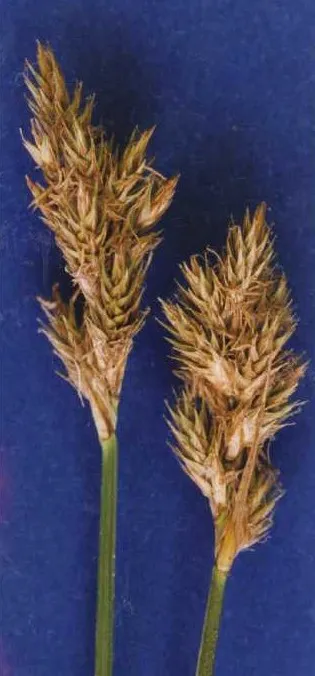 Narrowfruit Sedge — photo by Hurd, E.G., N.L. Shaw, J. Mastrogiuseppe, L.C. Smithman, and S. Goodrich.
