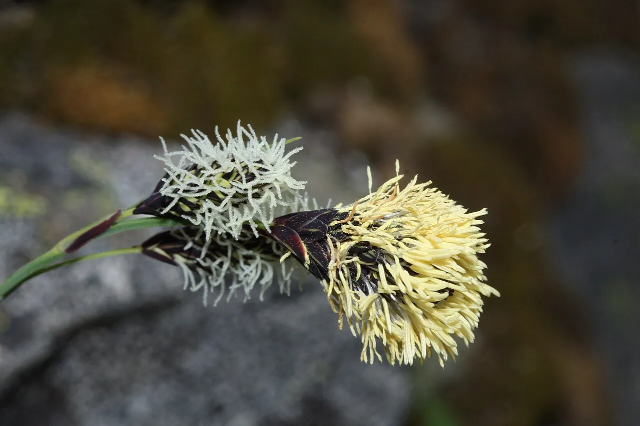 Showy Sedge — photo by Walter Siegmund (talk)