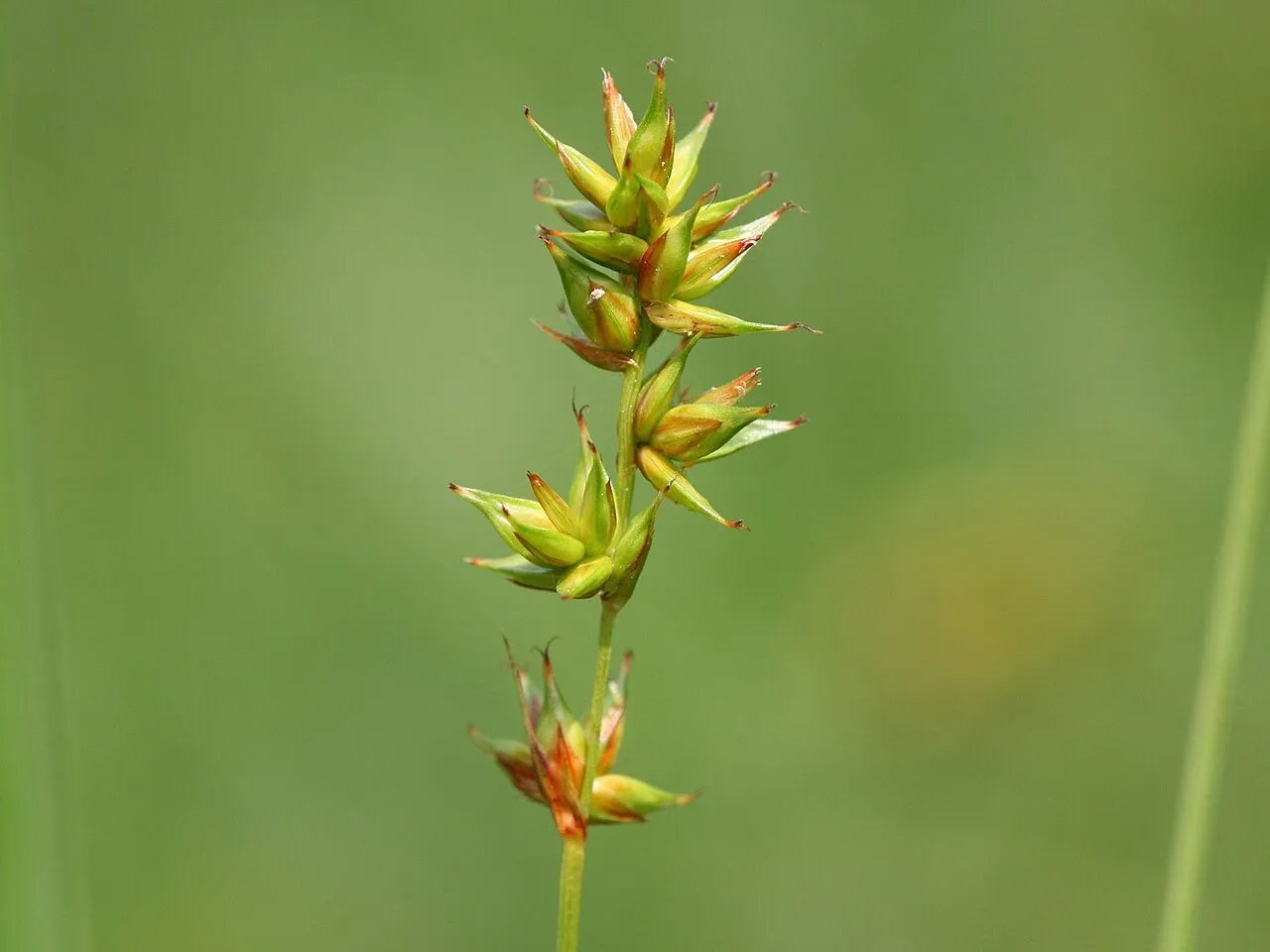 Prickly Sedge — photo by Kristian Peters -- Fabelfroh 06:33, 2 July 2007 (UTC)