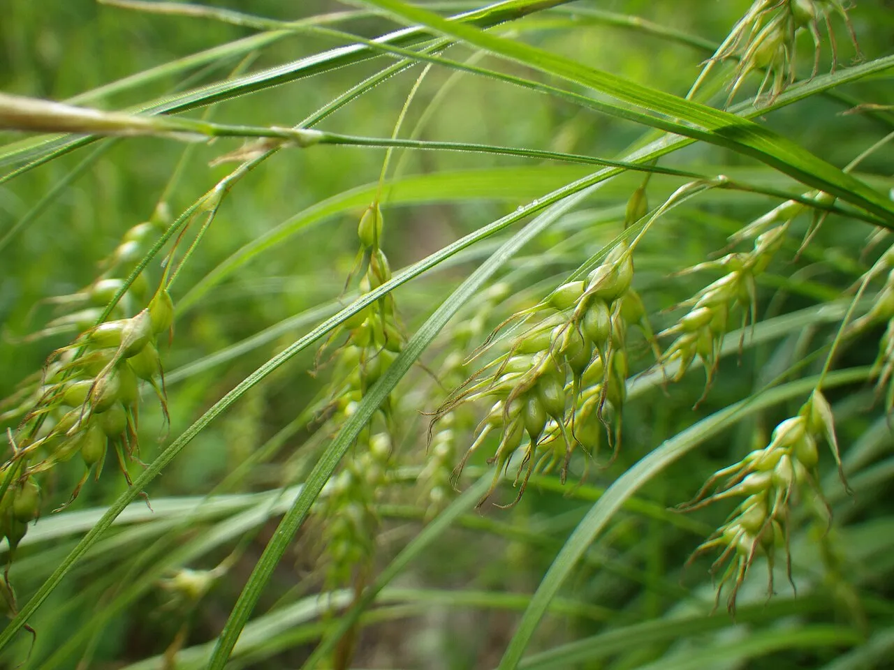 Sprengel's Sedge — photo by Matt Lavin from Bozeman, Montana, USA